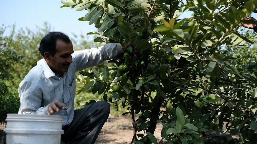 Un producteur au milieu de ses arbres fruitiers